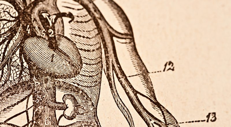 Vintage anatomy diagram, circulatory system